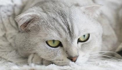 爱游戏娱乐网址-俄罗斯队重组阵容，欧洲门票争夺战打响，俄罗斯 国家队