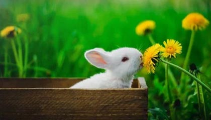 爱游戏体育（AYX）官方APP下载-虎扑体育系列专栏文章热议英超赛场变数，虎扑体育f1